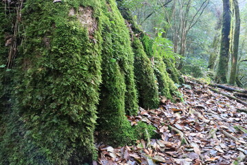 菊池渓谷の自然　熊本県阿蘇山