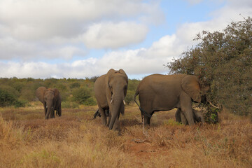 Fototapeta premium Afrikanischer Elefant / African elephant / Loxodonta africana