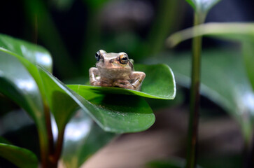 ニホンアマガエル