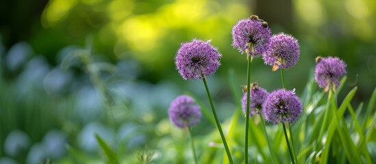 Obraz premium Bulbous plants called Allium rotundum, honey plants, and bees can be found in the garden.