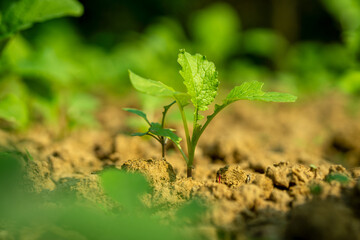 Small trees with morning sunlight, the concept of plant and plant growth.