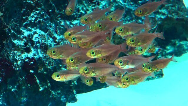 School of the golden sweeper fish, Parapriacanthus ransonneti, swimming underwater. Close up. 4K