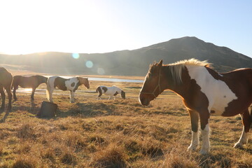 草千里ヶ浜の馬　熊本県　阿蘇山