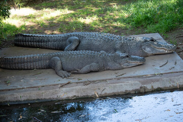 Alligators have a long, rounded snout that has upward facing nostrils at the end.