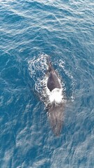 mother nursing baby calf off the shore of lahaina maui