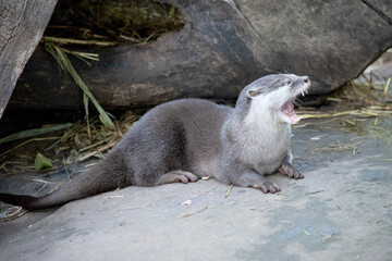 Asian small clawed otters are small, with short ears and noses, elongated bodies, long tails, and...