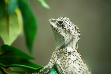 Boydâ€™s forest dragon has very enlarged cheek scales, a prominent nuchal crest, and a yellow...