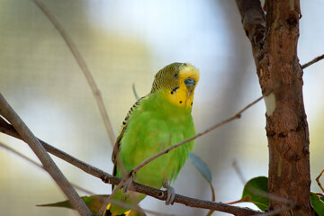 The budgerigarâ€™s plumage is bright yellow and green, with a blue cheek and black scalloping on its wing feathers. Its tail is slender and dark blue.
