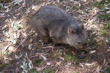 The Common Wombat has a large nose which is shiny black, much like that of a dog. The ears are relatively small, triangular, and slightly rounded.