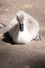 Cygnets are grey when they hatch with black beaks and gradually turn brown over the first six months at which time they learn to fly. the swan is black with a red beak
