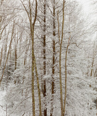 Winter Snow on Hwy 32 in Cosby, TN