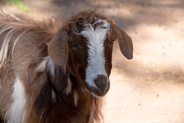 Goats are mammals, which means that they are warm-blooded, have fur, and give birth to live babies...