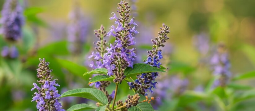 Vitex agnus castus, known for addressing women's reproductive health, has a historical use in traditional medicine.
