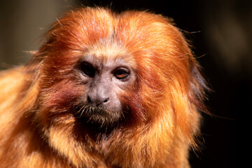 the golden lion tamarin South America primates with a magnificent reddish-gold coat and a long, backswept mane.