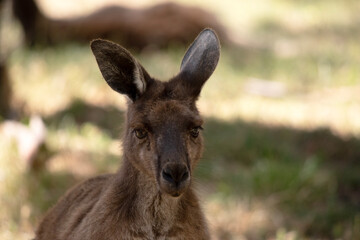 the Kangaroo-Island Kangaroo has a brown body with a white under belly. They also have black feet and paws