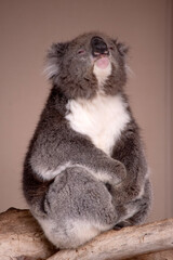 the Koala has a large round head, big furry ears and big black nose. Their fur is usually grey-brown in color with white fur on the chest, inner arms, ears and bottom.