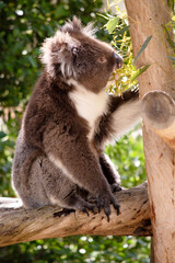 the Koala has a large round head, big furry ears and big black nose. Their fur is usually grey-brown in color with white fur on the chest, inner arms, ears and bottom.