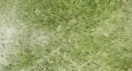 grass simple texture