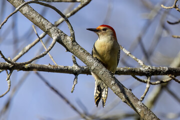 The red-belied woodpecker (Melanerpes carolinus)