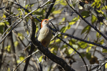 The red-belied woodpecker (Melanerpes carolinus)