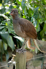the lyre bird male has an ornate tail, with special curved feathers that, in display, assume the shape of a lyre.
