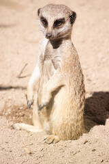 Meerkats have dark patches around their eyes to protect their eyes from the sun, as well as a dark tip on their tail.