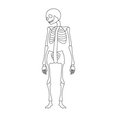 Continuous one line skeleton drawing outline vector art illustration