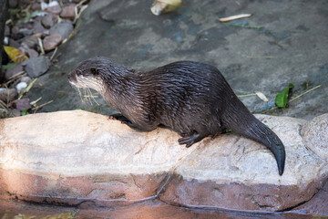 Asian small clawed otters are small, with short ears and noses, elongated bodies, long tails, and...