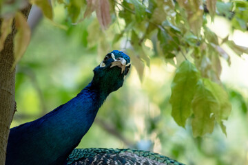 Peacocks are large, colorful blue pheasants known for their iridescent tails