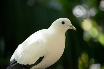 the pied Torresian Imperial Pigeon is all white with black wing tips