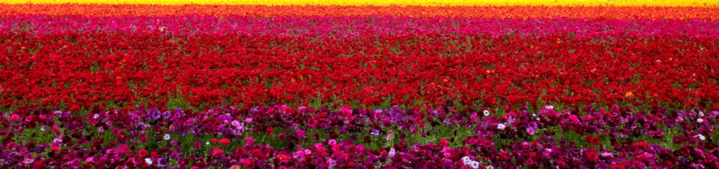 Fotobehang Diep Rood Bands of various colors in field of ranunculus flowers in southern California United States  © htrnr