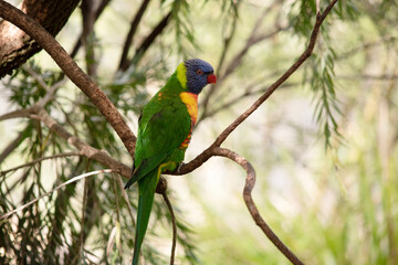 the rainbow lorikeet has a bright yellow-orange/red breast, a mostly violet-blue throat and a yellow-green collar.