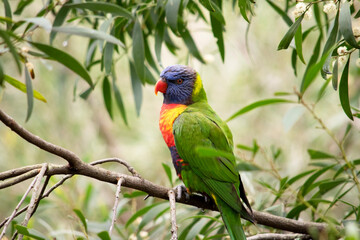 the rainbow lorikeet has a bright yellow-orange/red breast, a mostly violet-blue throat and a yellow-green collar.