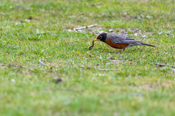 bird on the grass