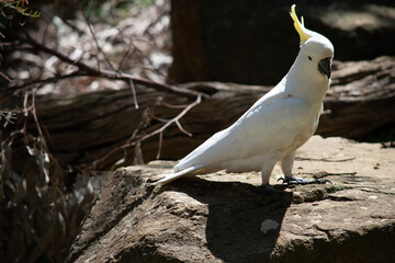 The sulphur crested cockatoo is a white bird with a yellow crest
