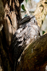 the tawny frogmoutr plumage is mottled grey, white, black and rufous – the feather patterns help them mimic dead tree branches