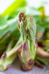 春の食材、タラの芽、クローズアップ縦