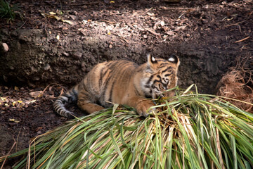 Tiger cubs are born with their stripes and only drink their mothers milk until they are 6 months old