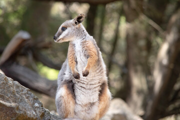 The Yellow-footed Rock-wallaby is brightly coloured with a white cheek stripe and orange ears. It is fawn-grey above with a white side-stripe, and a brown and white hip-stripe.