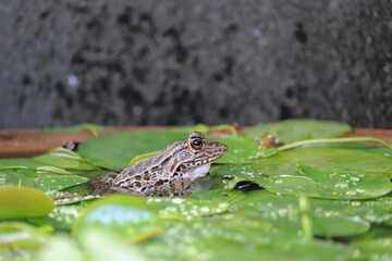 
水面から顔を出すトノサマガエル
