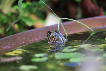 水面に浮かぶトノサマガエル