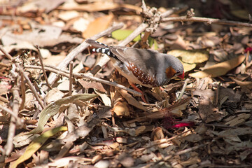 the male zebra finch has a grey body with a white under belly with a black and white tail. It has orange cheeks and black stripe on its face