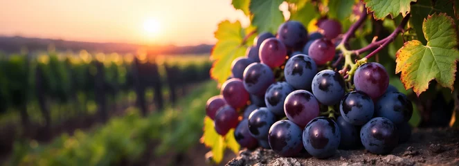 Papier Peint photo Vignoble Black grape on vineyards background, winery at sunset