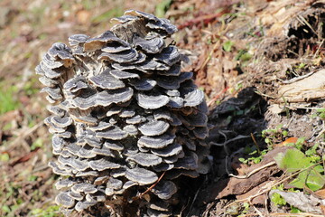 切り株に生えたキノコ