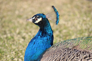 Peacocks showing off their blue, teal and gold plumage tails