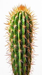 An Isolated Cactus Gracefully Displayed Against a Clean White Background.