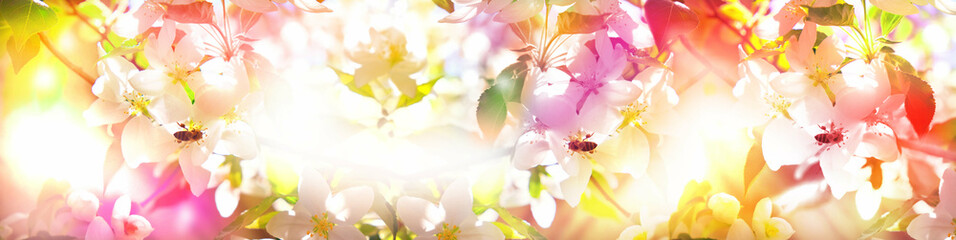 Fototapeta na wymiar Young spring leaves and flowers of cherry tree with flower buds. Spring background. Soft selective focus. copy space. Looking up and sunlight, fairy spring atmosphere