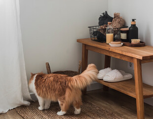 A simple bathroom interior with hygiene accessories and a beautiful red fluffy cat