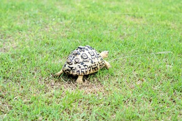 Tortoise in a garden. World Animal Day.