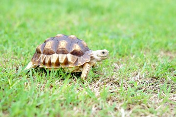 Obraz premium Tortoise in a garden. World Animal Day.